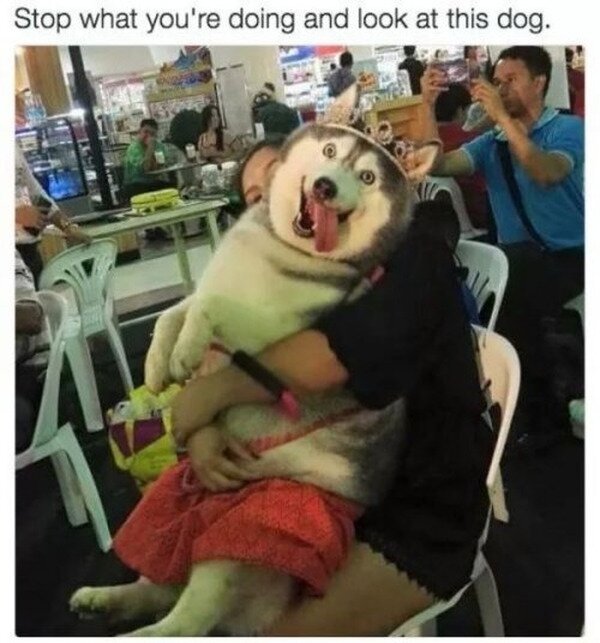Meme_otros - Deja de hacer lo que estés haciendo para contemplar a este perro
