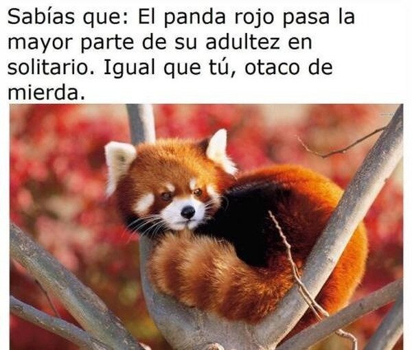 Meme_otros - He soltado una lágrima