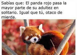 Enlace a He soltado una lágrima