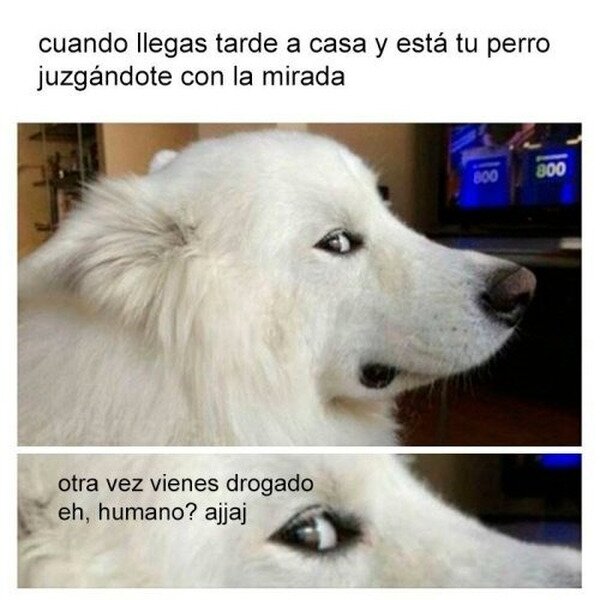 Meme_otros - No ladra, juzga