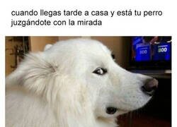 Enlace a No ladra, juzga