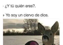 Enlace a Ciervo Santo