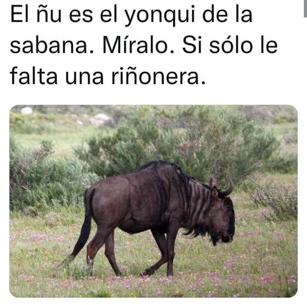 Otros - El yonki de la sabana