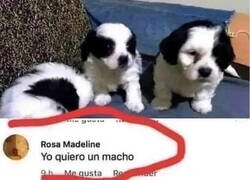 Enlace a Señora, por favor...