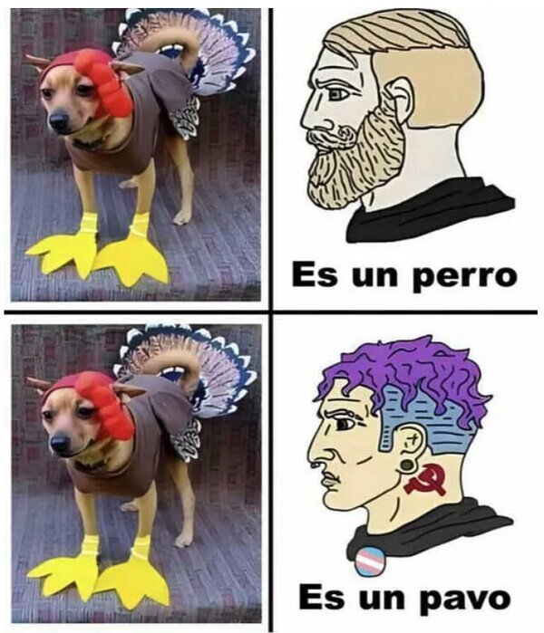 animal,perro,pavo,disfraz,feministas