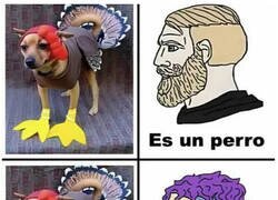 Enlace a ¿Qué animal es?