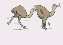 Enlace a Así nacen los camellos