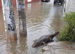 Enlace a Barrio peligroso