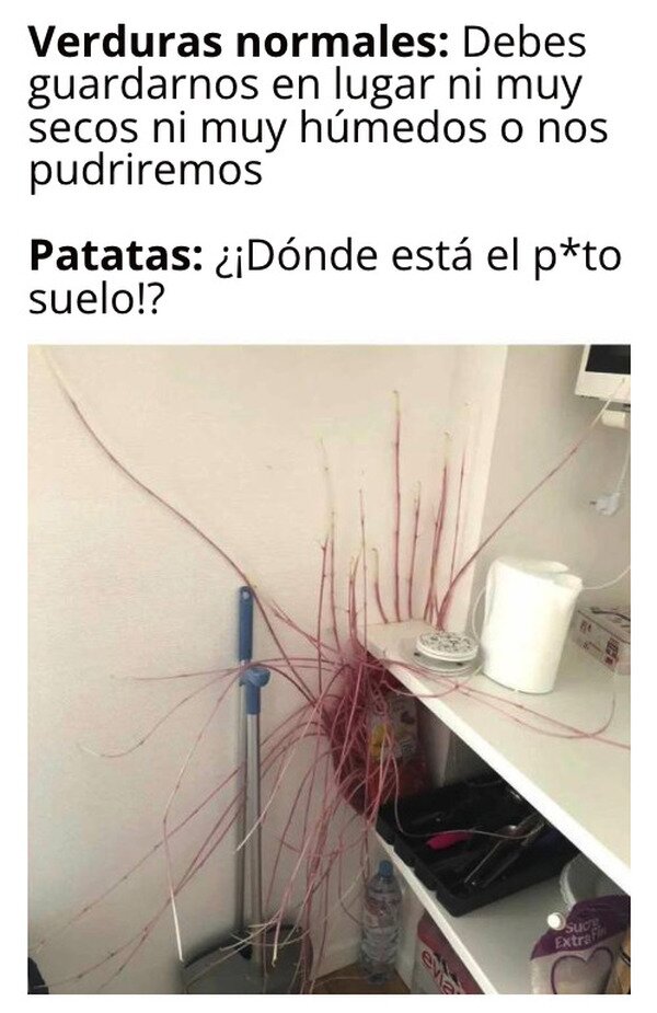 Meme_otros - Patatas, el tubérculo del haberno