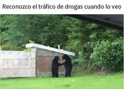 Enlace a Los osos también sufren racismo