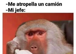 Enlace a Jefe comprensivo