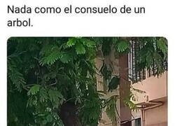 Enlace a Quien a buen árbol se arrima...