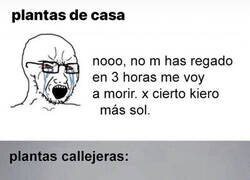 Enlace a Plantas en casa vs plantas callejeras