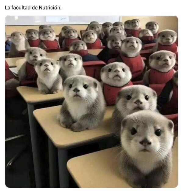 Otros - Nunca he estado, pero así debe ser