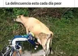 Enlace a Vacas robadas por ciclistas