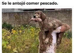 Enlace a Cuando al Firulais le apetece comer pescado