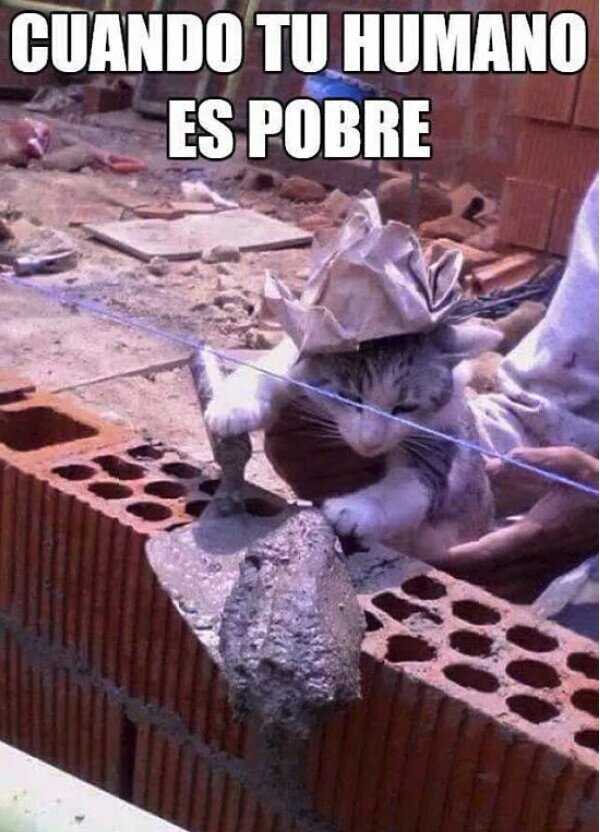 Meme_otros - Quién no trae dinero a la casa, no come