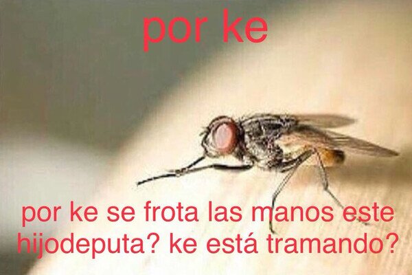 mosca,frotar,manos,tramar