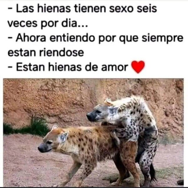 Meme_otros - Hienas de amor