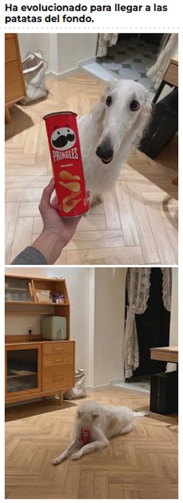 Meme_otros - Las Pringles hicieron evolucionar al Firulais