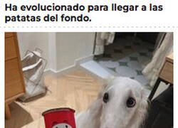 Enlace a Las Pringles hicieron evolucionar al Firulais