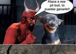 Enlace a El demonio interior de los chihuahuas