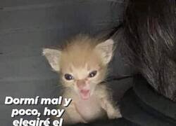 Enlace a Yo muchas mañanas