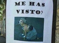 Enlace a No se ha perdido, pero puede que tú sí