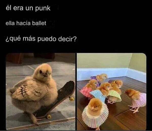 Meme_otros - Historia de un amor de pollitos