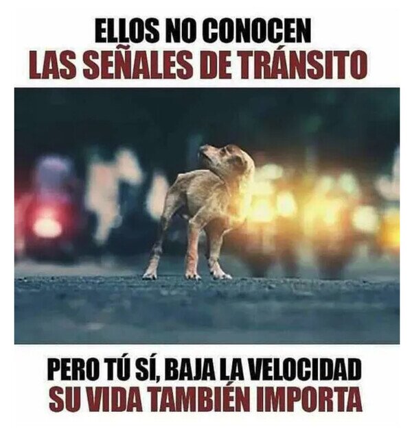 Otros - ¡Cuidado con los animales!
