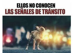 Enlace a ¡Cuidado con los animales!