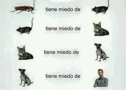 Enlace a El ciclo del temor