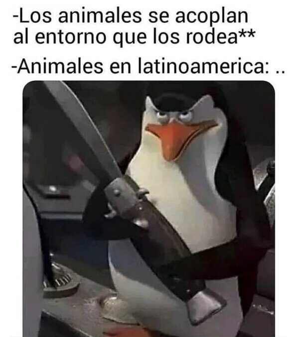 Meme_otros - Animales peligrosos