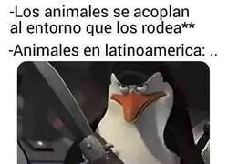 Enlace a Animales peligrosos