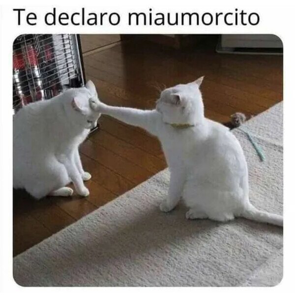 Meme_otros - Nombramiento gatuno