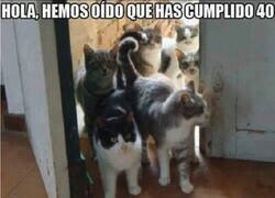 Enlace a Los gatos llegan a tí