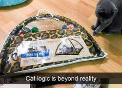 Enlace a La lógica gatuna