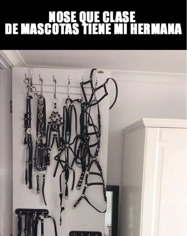 Meme_otros - ¿Para qué clase de animales son esas correas?