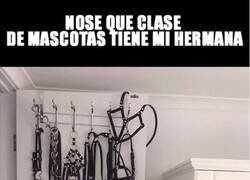 Enlace a ¿Para qué clase de animales son esas correas?