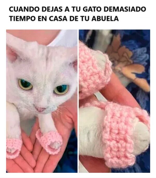 Meme_otros - El Misifú ya está instalado