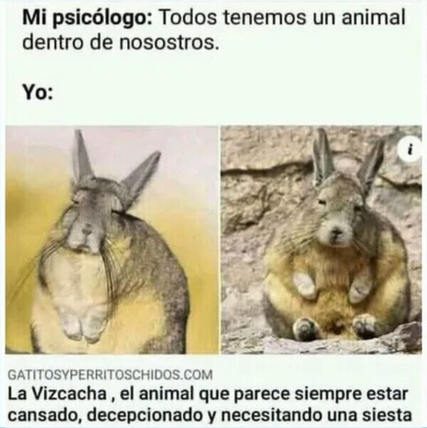 Otros - Mi animal interior