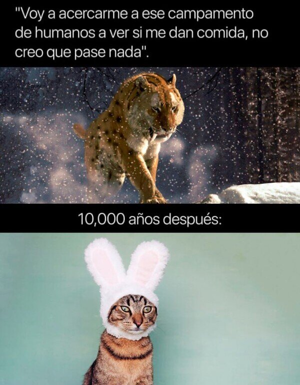 Otros - Hemos subyugado a los felinos