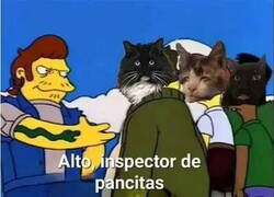 Enlace a Cuando me encuentro gatos en la calle