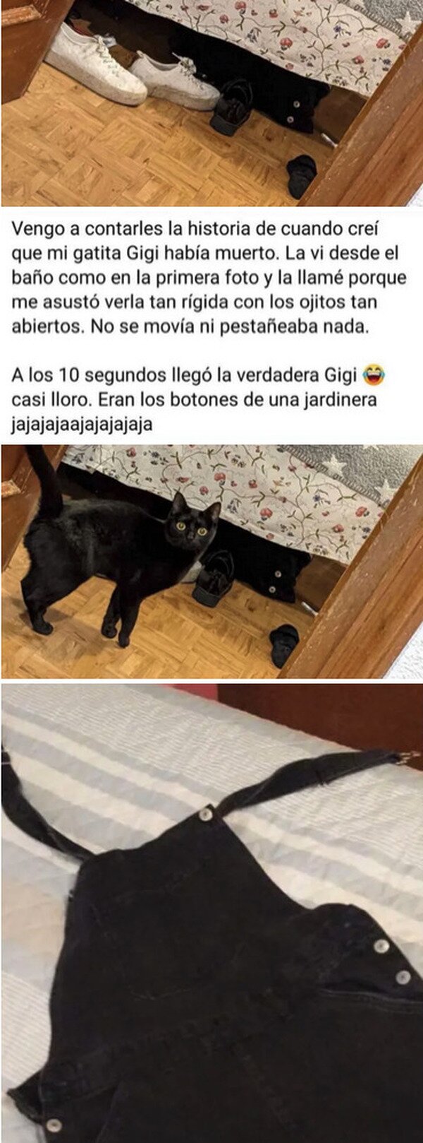 gato,muerto,ojos,jardinera,susto