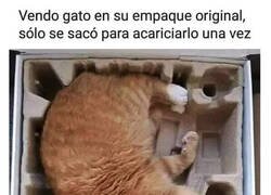 Enlace a Se vende gato
