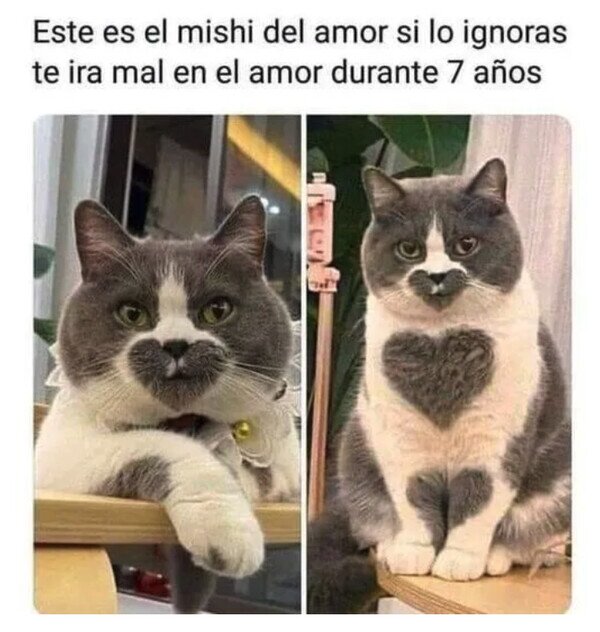 Meme_otros - No puedes ignorarlo