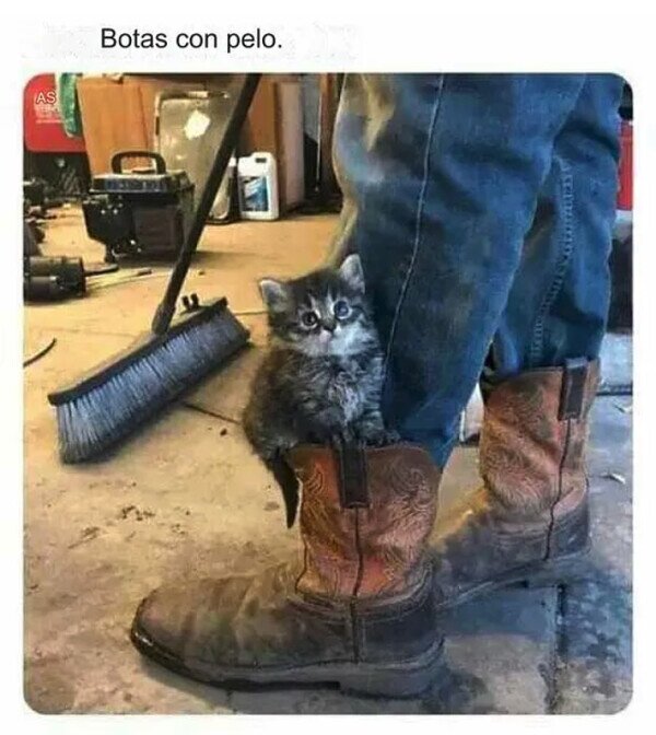 Meme_otros - ¿Alguien sabe dónde las venden?