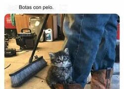 Enlace a ¿Alguien sabe dónde las venden?