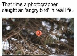 Enlace a Angry Birds en la vida real