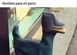 Enlace a Está el Gato con Botas... ¡y el Perro de Botas!